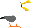 Seagull